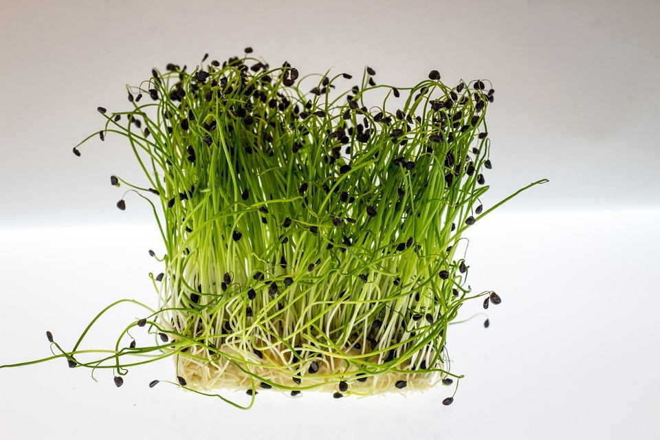 Watercress: The No.1 Plant-Based Super Food