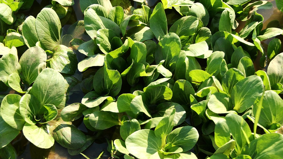 Brassicas, the Nutrient-Rich Cruciferous Vegetables