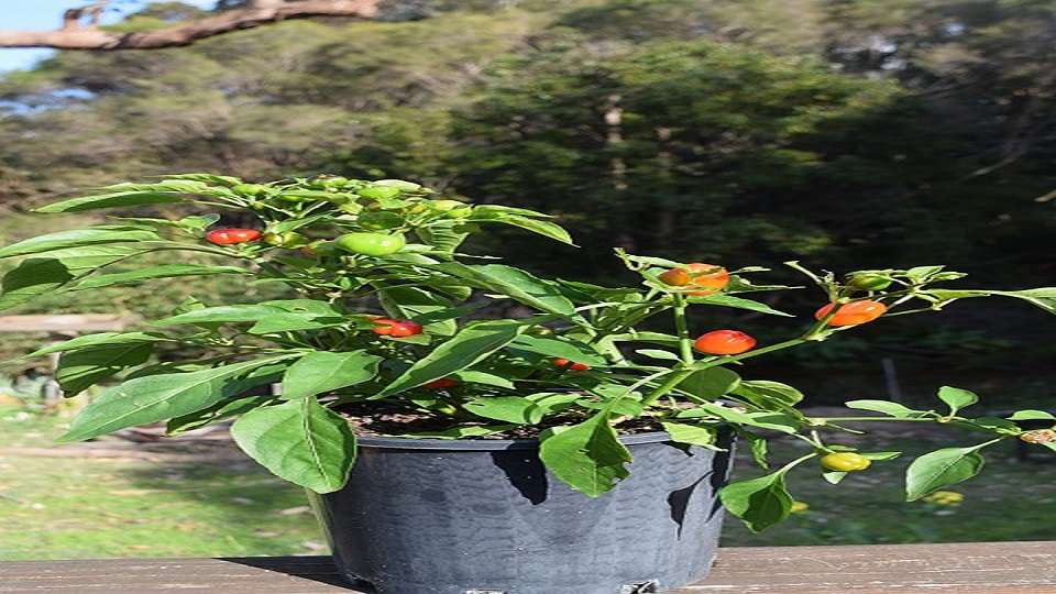 Container Gardening of Bell Peppers