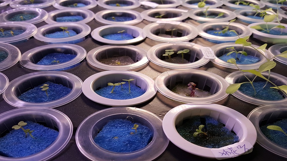 Hydroponics of Bell Peppers