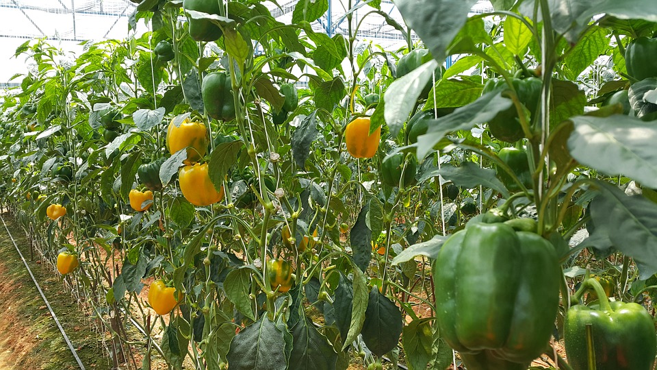 Organic Growing of Bell Peppers