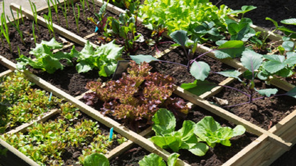 Container Gardening of Brassica Leafy Greens