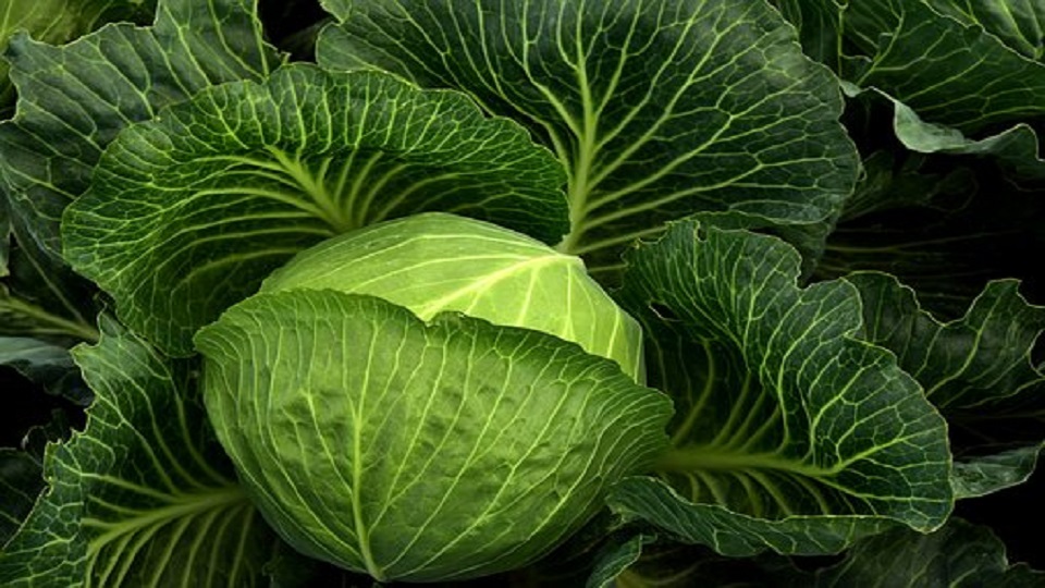 Health Benefits of Cabbage and Chinese Cabbages