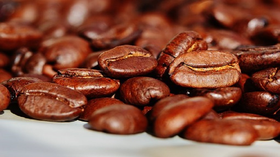 Organic Production of Coffee