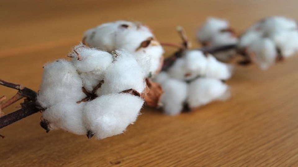 Organic Production of Cotton
