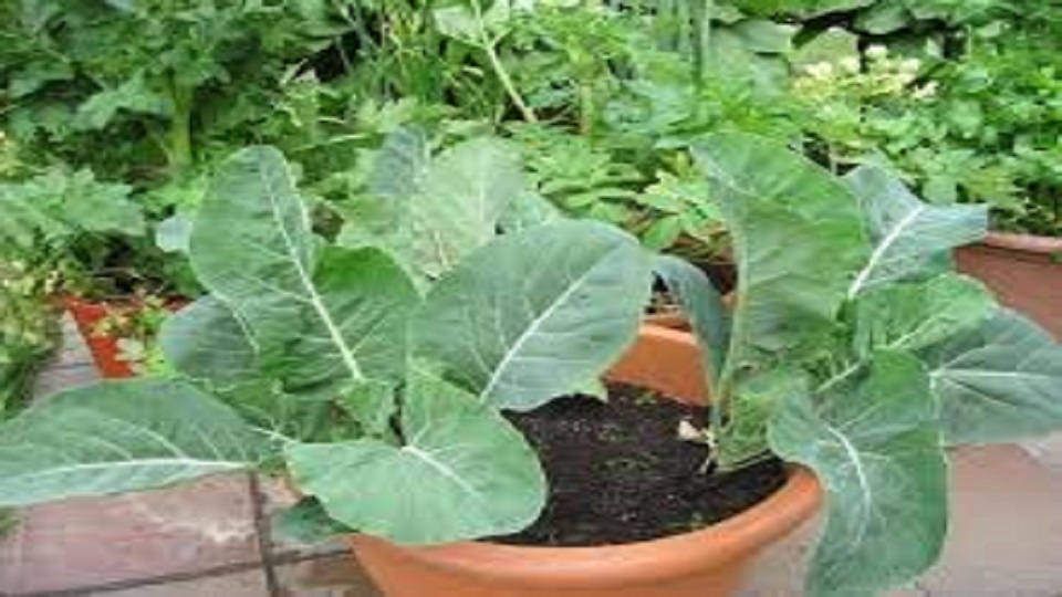 How to Grow Brassica Leafy Greens in Containers?
