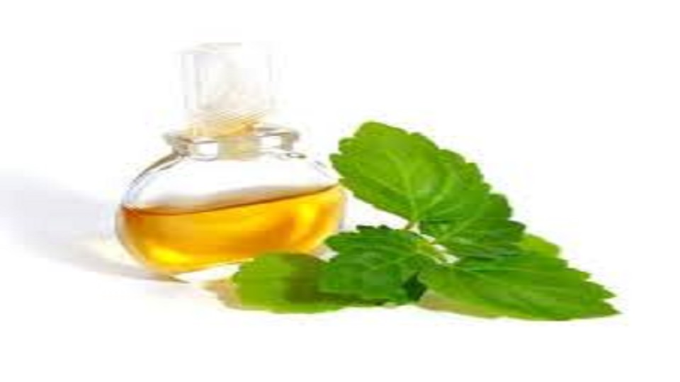 Economic Importance of Patchouli Oil