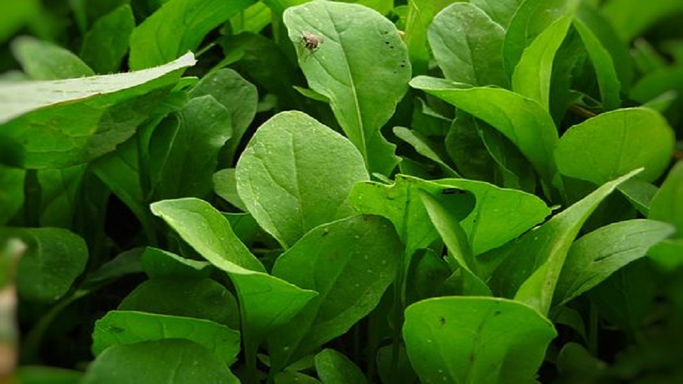 Health Benefits of Arugula and Broccoli