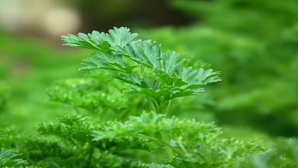 Health Benefits of Parsley