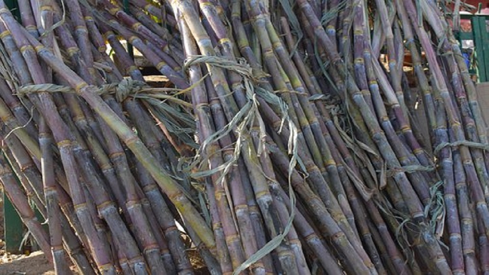 Organic Production of Sugarcane