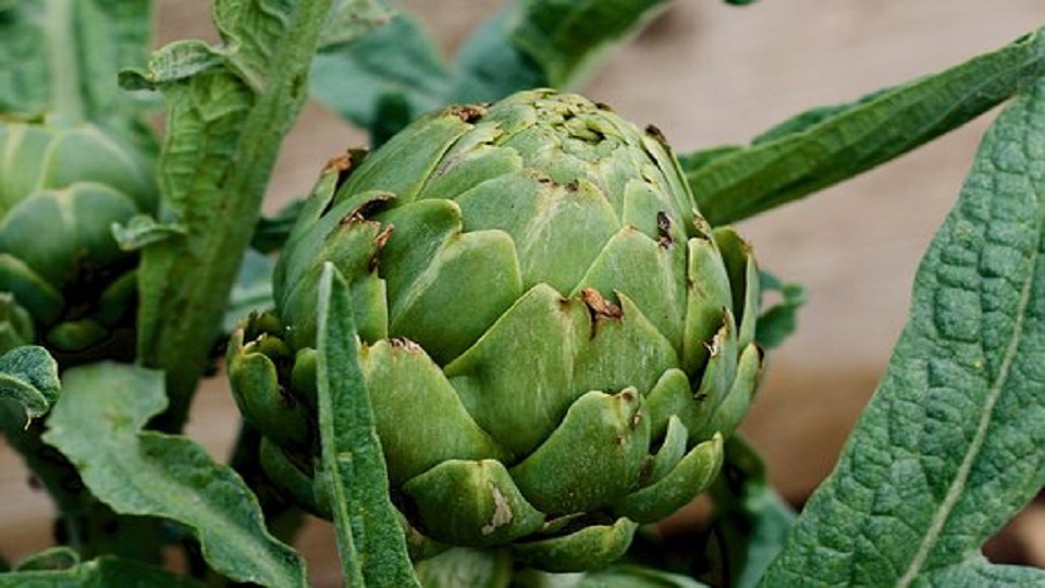 Nutrition in Globe Artichokes