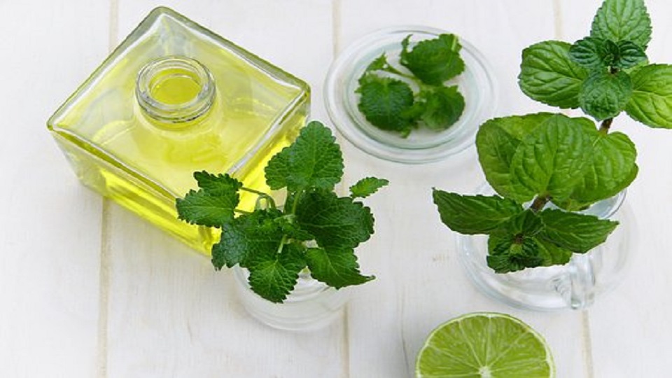 Popular Medicinal Plants