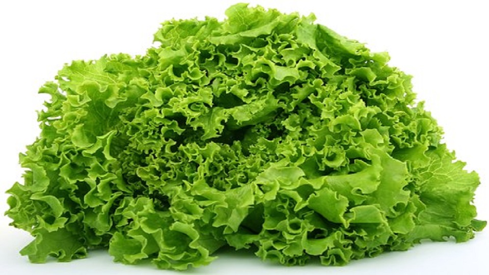 Nutrition in Lettuce
