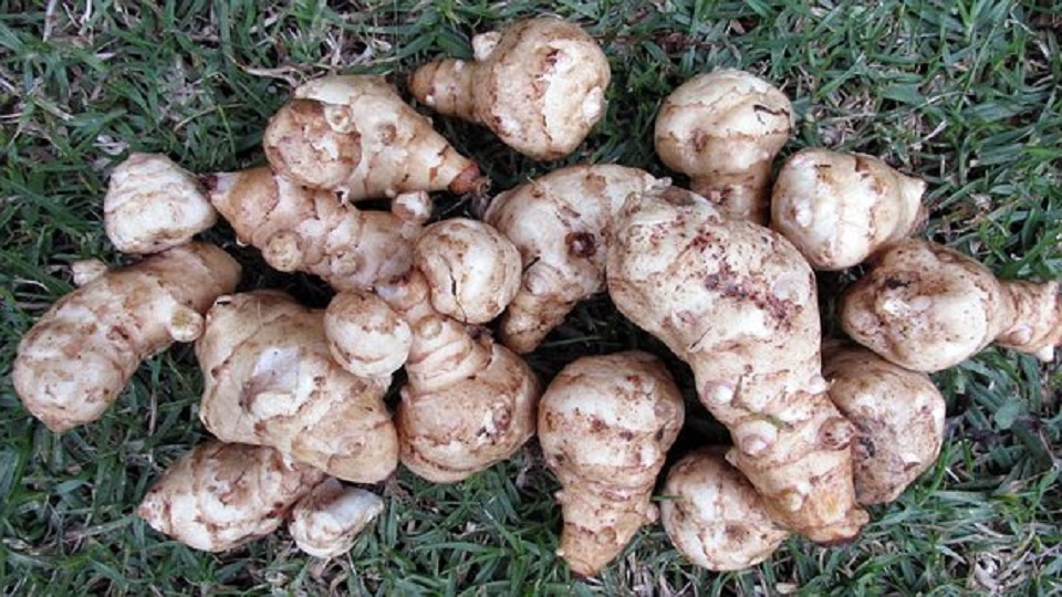 Nutrition in Jerusalem Artichokes