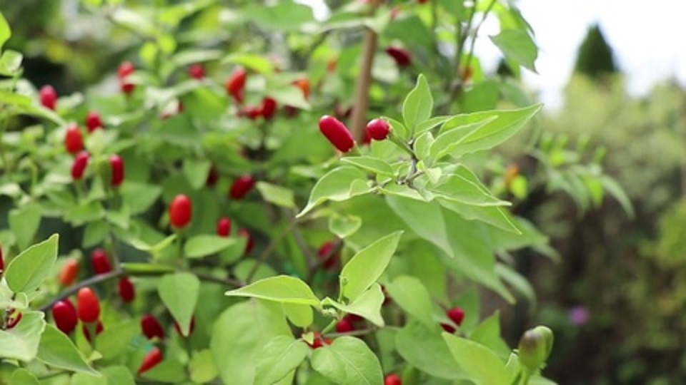 Capsicum exile, the Cobincho Pepper