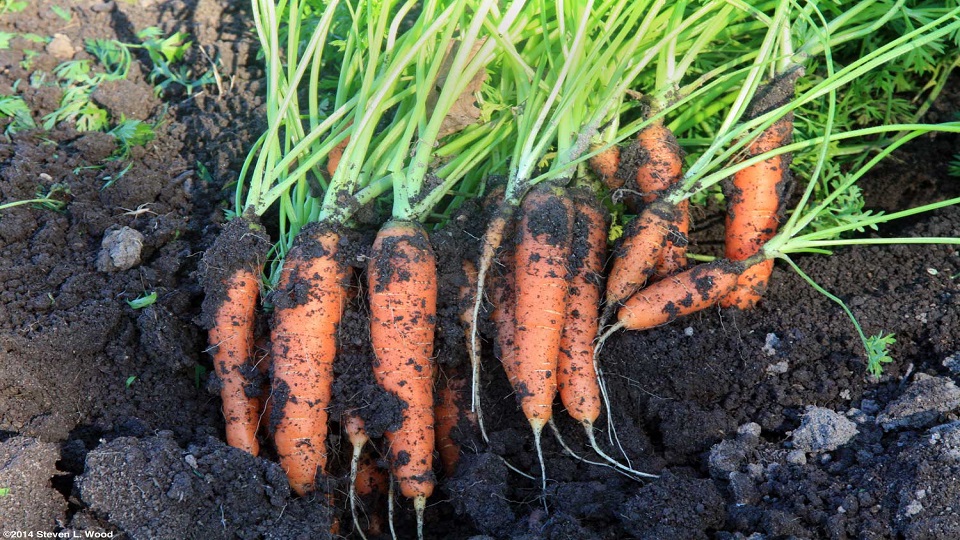 Growing Practices for Carrots