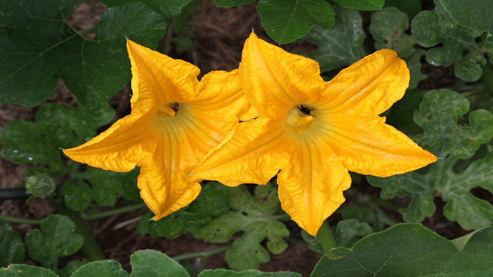 Flowers as Vegetables