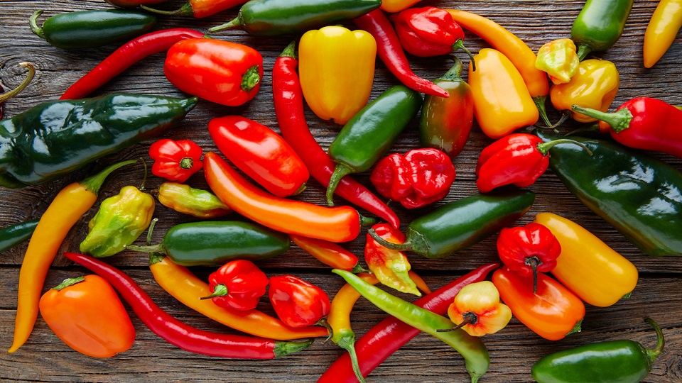 Domesticated Species of Chile Peppers