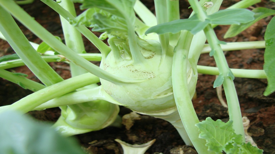 Growing Knolkhol or Kohlrabi