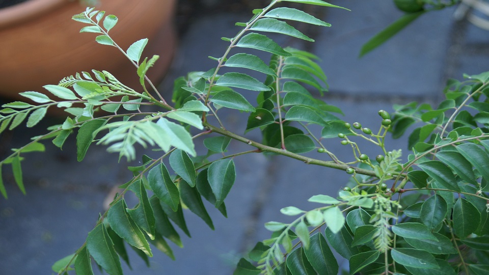 Growing Curry Leaves