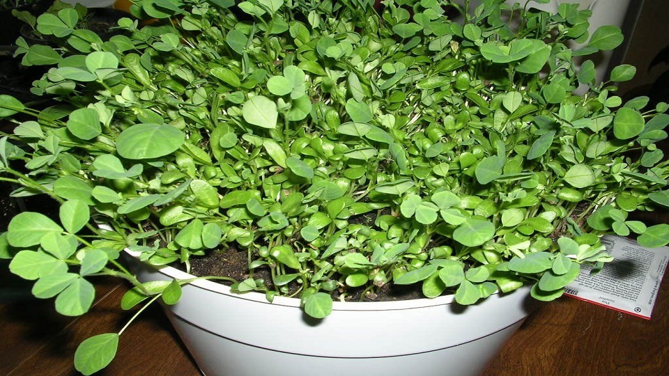 Growing Fenugreek Greens in Kitchen Garden