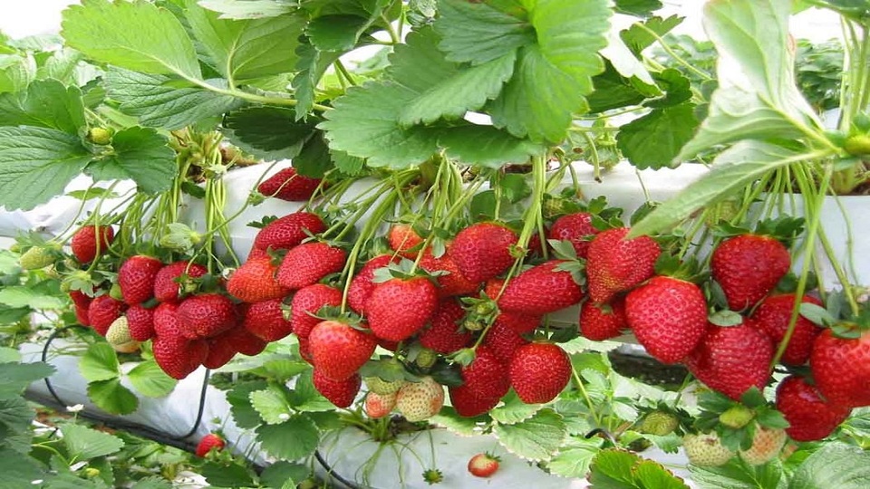 Container Gardening of Strawberry