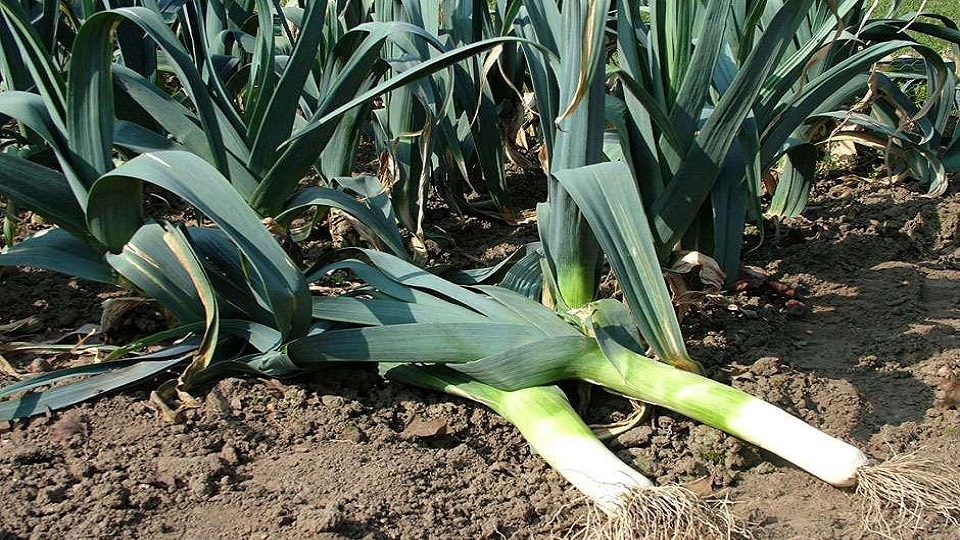 Growing Practices for Leek