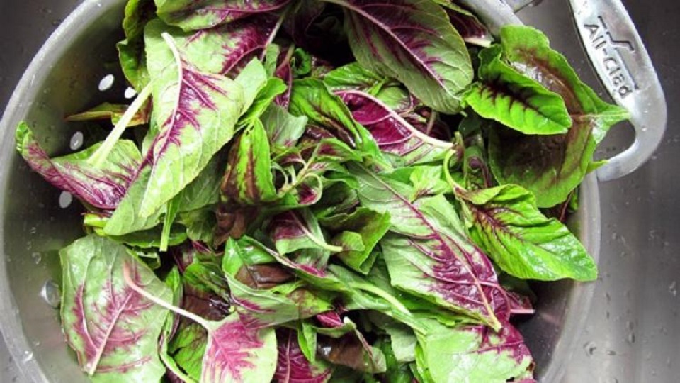 Growing Amaranth Greens