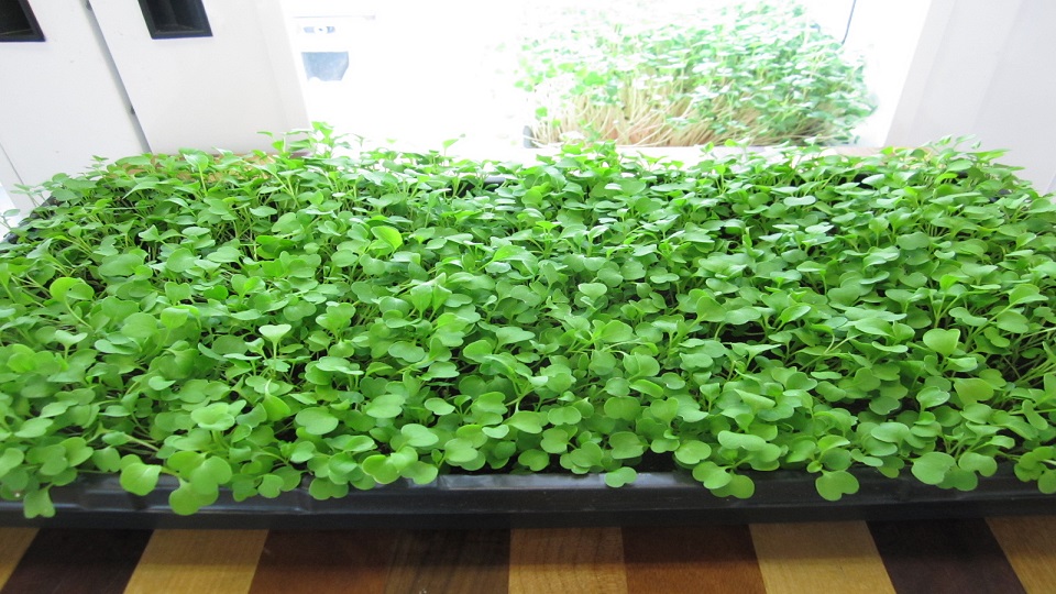 Growing Arugula in Kitchen Gardens
