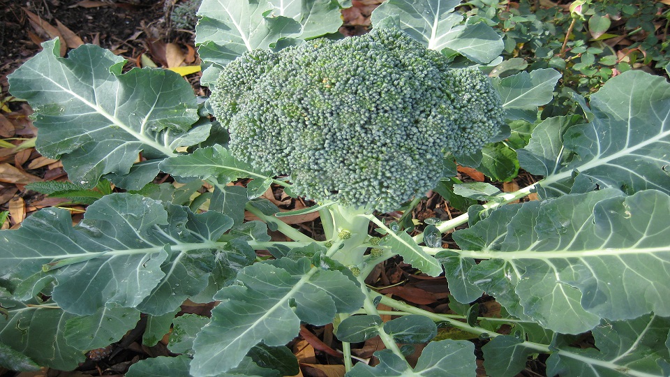 Growing Practices for Broccoli