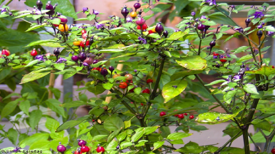 Capsicum eximium, a Wild Chile Pepper Species