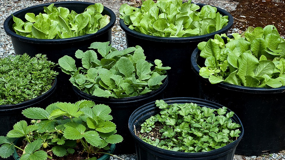 Container Gardening of Leafy Salad Vegetables