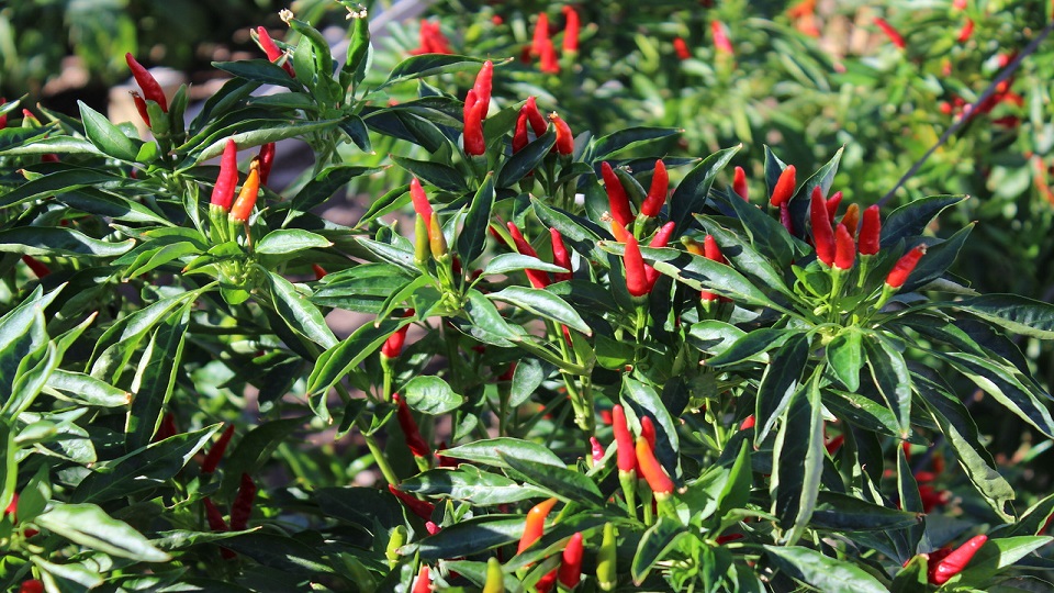 Commercial Production of Chile Peppers