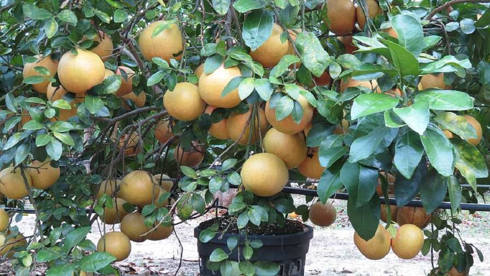 Growing Grapefruits