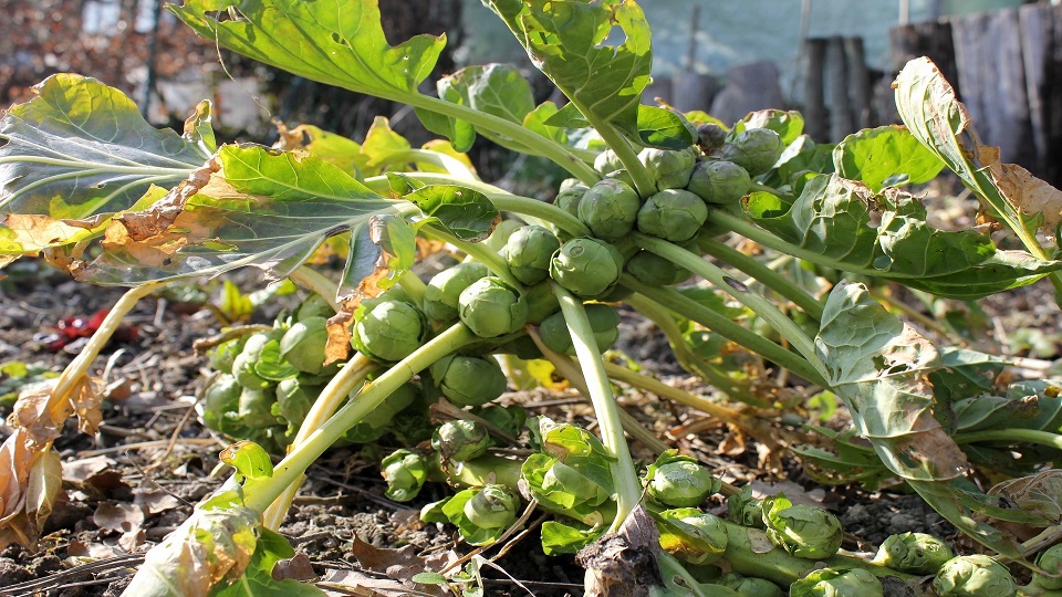 Growing Brussels Sprouts