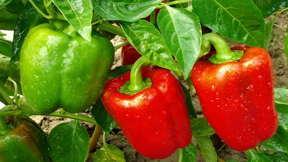 Growing Bell Peppers