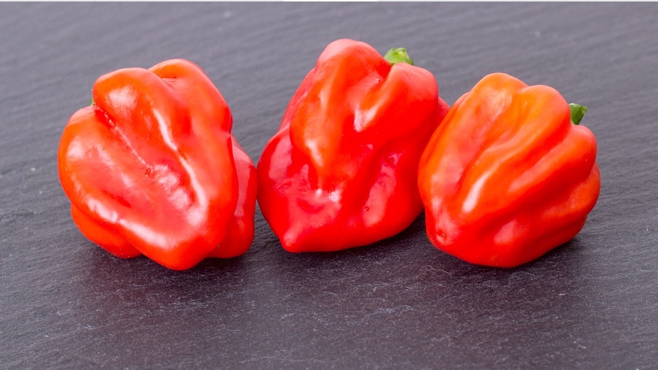 Capsicum chinense, the Bonnet Peppers
