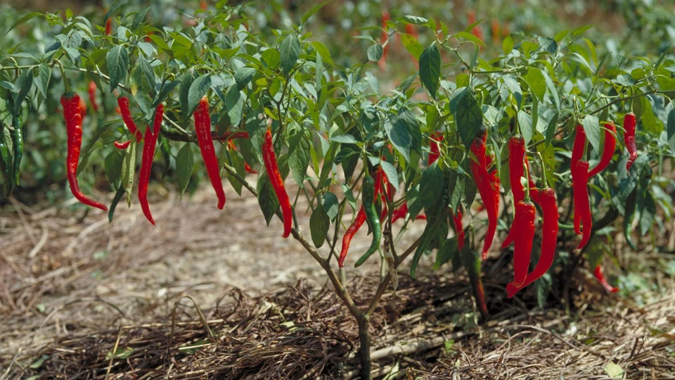 Capsicum annuum, the Most Popular Chilli Peppers