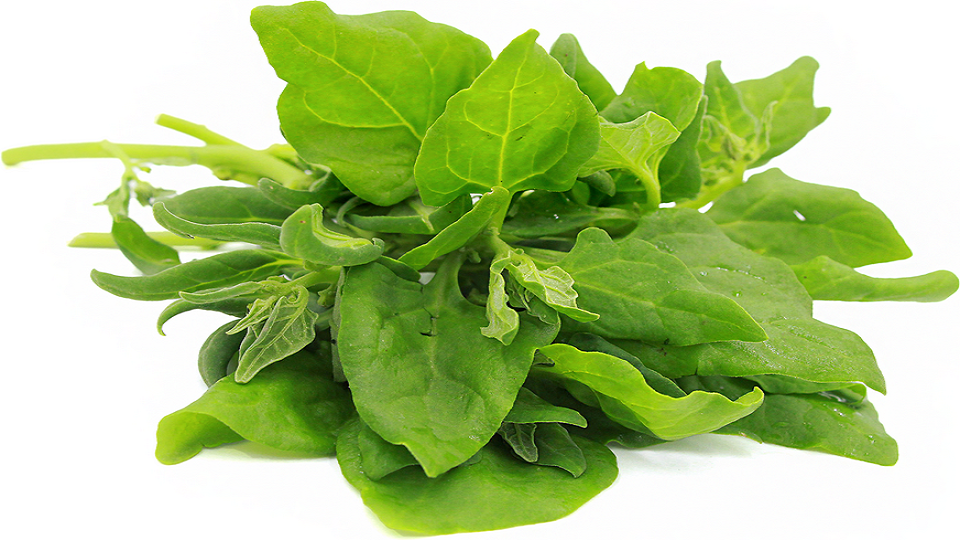 What is New Zealand Spinach