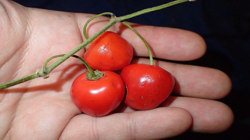 Capsicum cardenasii, a Wild Species of Chile Pepper
