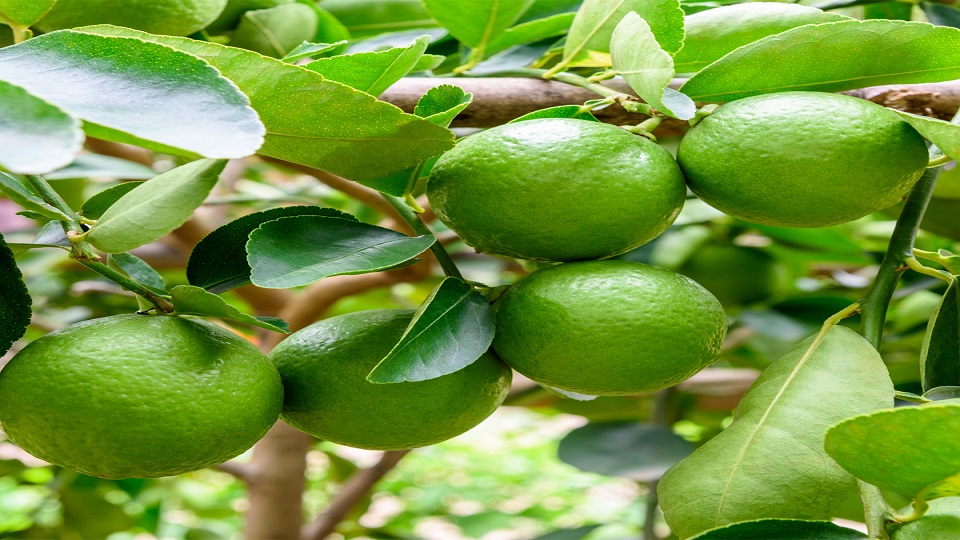 Growing Limes