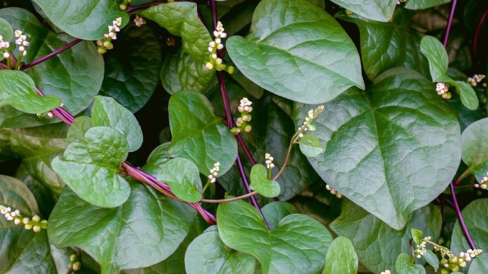 Malabar Spinach, The Indian Spinach