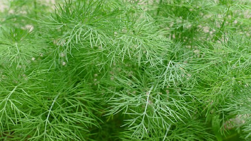 Food Uses of Dill Herb