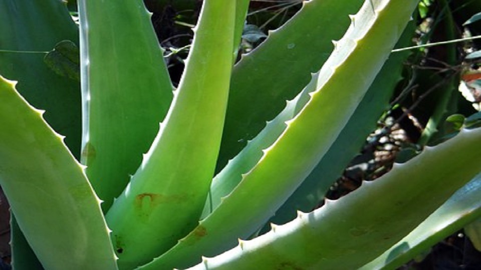 Medicinal and Economic Importance of Aloe-Vera