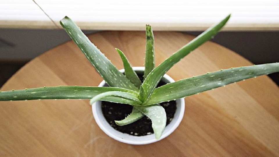 Growing Practices for Aloe Vera