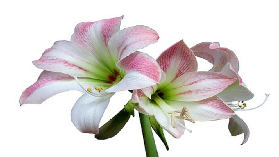 Growing Amaryllis in Home Garden