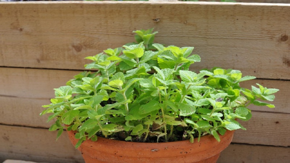 Lesser Known Mint Herbs
