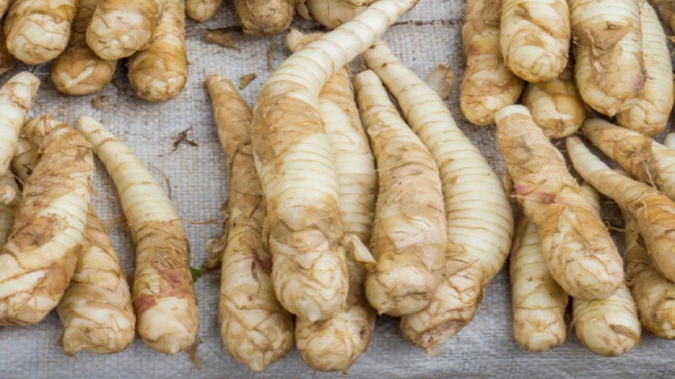What is Indian Arrowroot