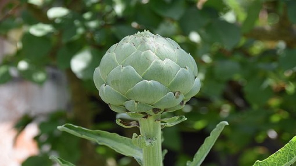 Growing Artichoke Plants