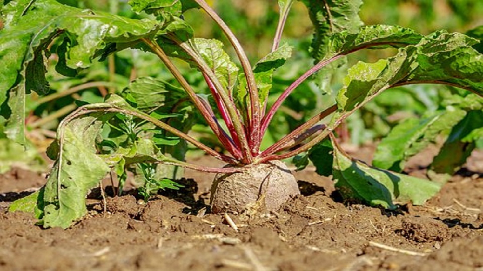 Health Benefits of Beet Greens